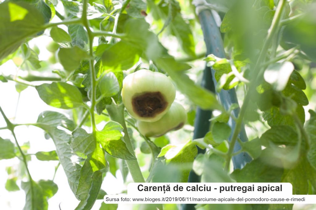 Carenta de calciu PUTREGAI APICAL DE TOMATE tratament